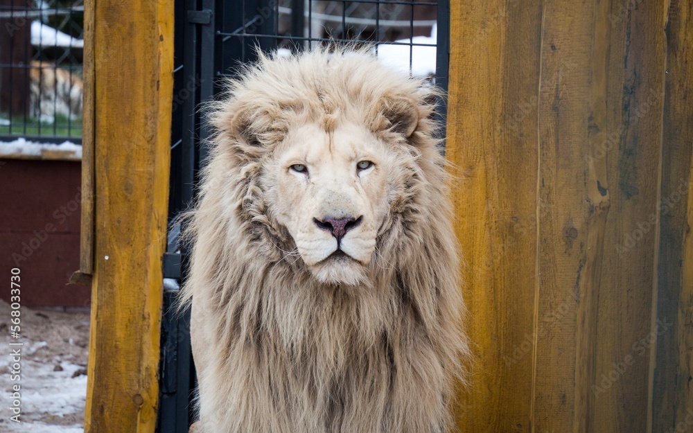 Naklejka premium close up view to Lion in the zoo
