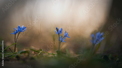 Blausterne (Scilla) in einer Wiese, blume, blau © Marcel