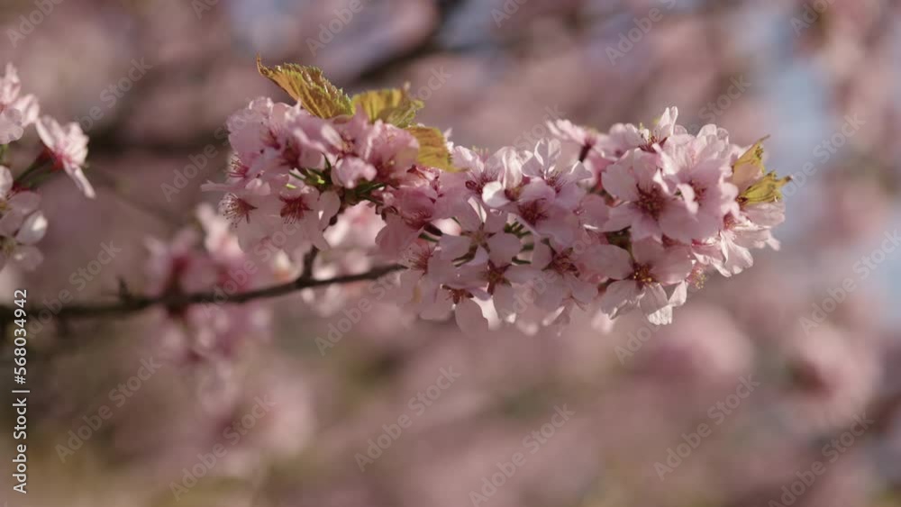 Slow motion closeup of sakura cherry blossom in spring Slow motion closeup of sakura cherry blossom in spring