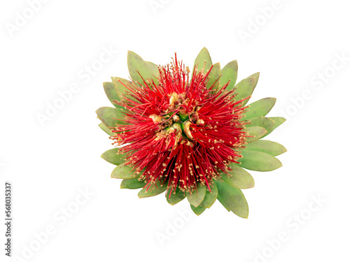 Bright red Pohutukawa blossoming flower with green leaves top view isolated