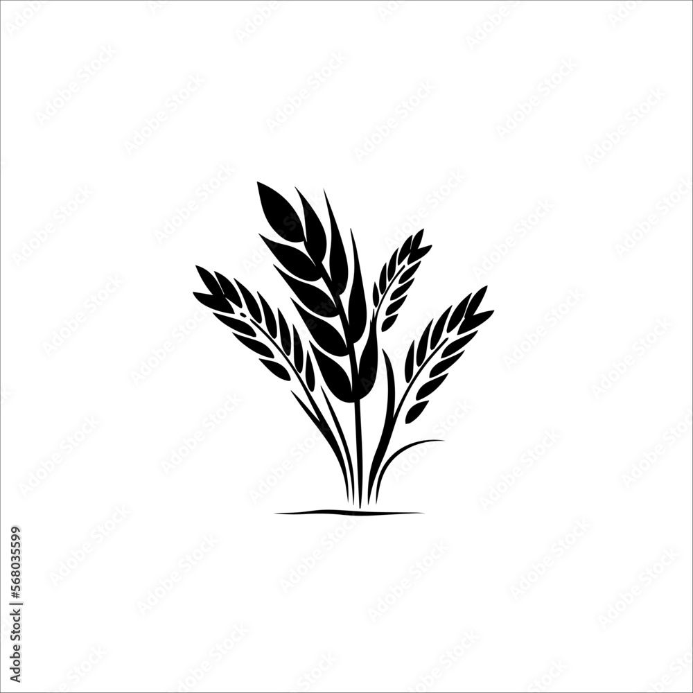 wheat isolated on white