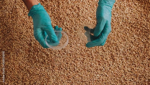 Collection of grain samples for further analysis. Slow motion