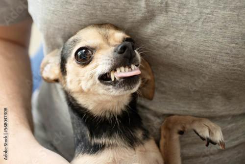 aggression of small dogs, toy terrier grins, angry Prague Ratter breed, nervous little animals