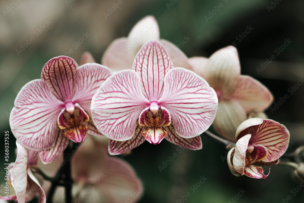 Orchidea, storczyk, Palmitos Park, Gran Canaria, Hiszpania - obrazy, fototapety, plakaty 