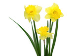 The spring cute yellow daffodils