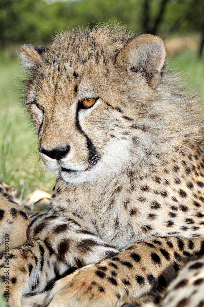 Closeup of a young cheetah in the wild. Closeup of a young cheetah in the wild.