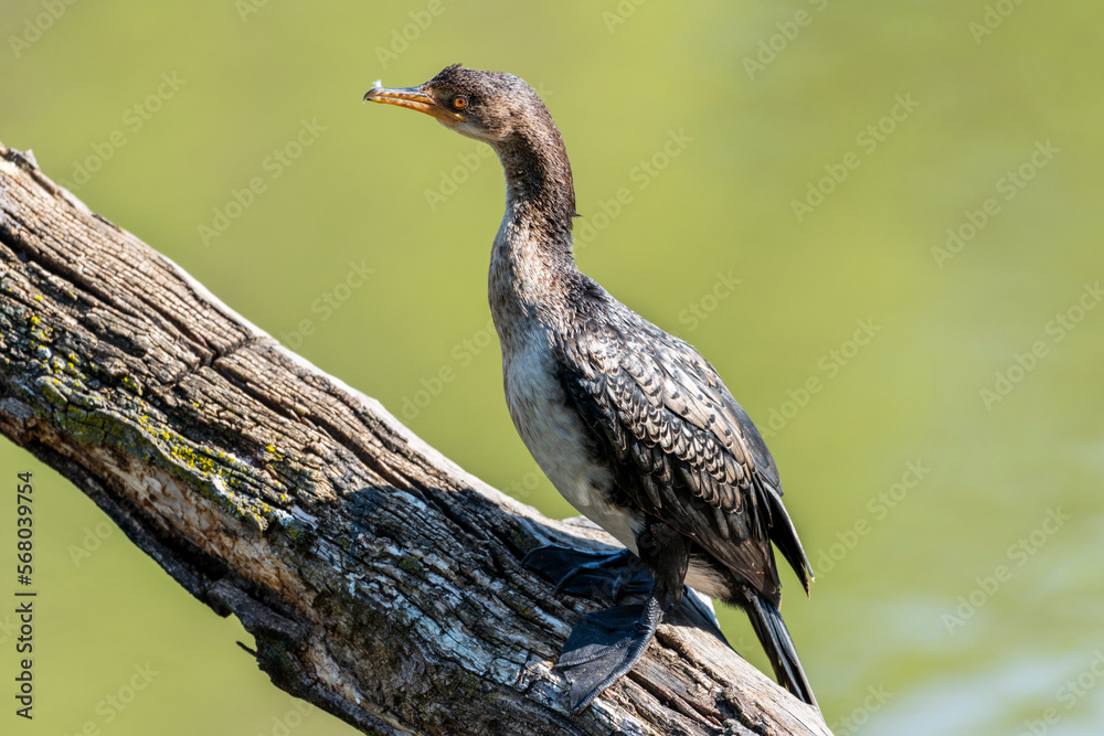 Fototapeta premium Reed cormorant perched on a branch