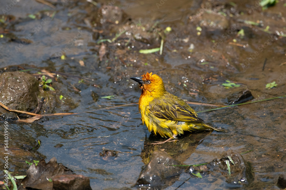Cape weaver taking a bath in a stream Cape weaver taking a bath in a stream