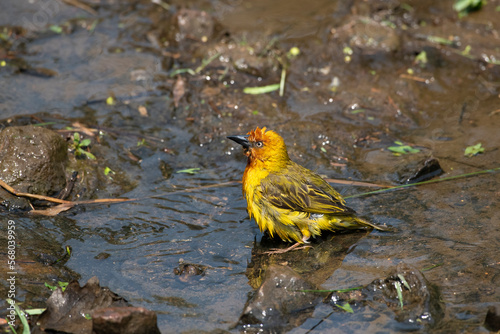 Cape weaver taking a bath in a stream