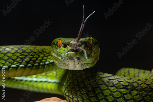 The newly discovered species of pit viper Trimeresurus whitteni endemic to Mentawai Islands Indonesia on attacking position, hanging on curved wood with black background  photo