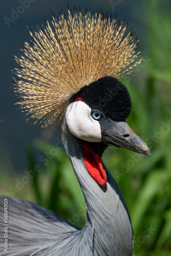 Closeup of a grey crowned crane