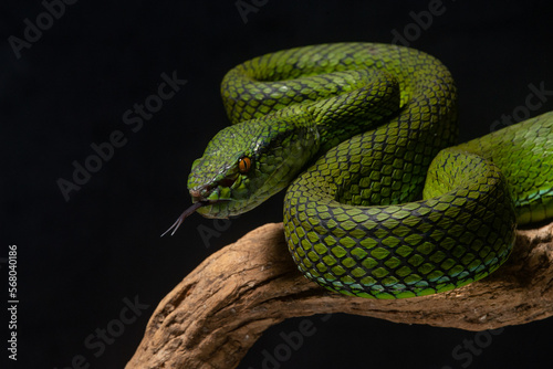The newly discovered species of pit viper Trimeresurus whitteni endemic to Mentawai Islands on attacking position, hanging on curved wood with black background 