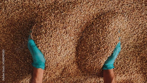A gloved hand picks up grain for tactile inspection. Slow motion