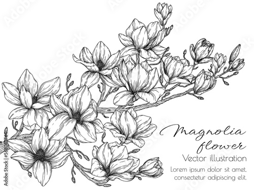 Vector illustration of magnolia blossom branch in engraving style