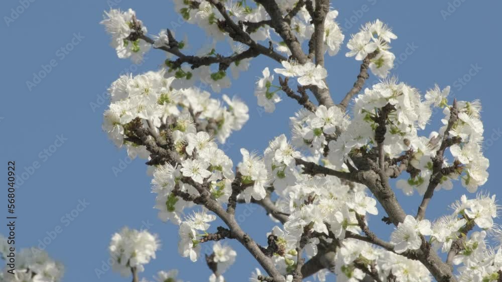 Plum blossoms. Branch with beautiful white spring plums flowers on tree. Nature scene with flowering plum trees in the early spring on blue sky background Plum blossoms. Branch with beautiful white spring plums flowers on tree. Nature scene with flowering plum trees in the early spring on blue sky background