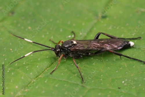 Closeup on a large and colorful Ichneumonid wasp  Vulgichneumon saturatorius sitting on a green leaf