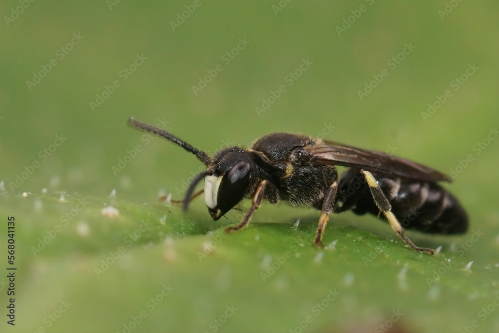 Closeup on a small White-jawed Yellow-face Bee, Hylaeus confusus sitting on a green leaf Closeup on a small White-jawed Yellow-face Bee, Hylaeus confusus sitting on a green leaf