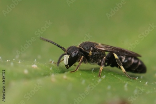 Closeup on a small White-jawed Yellow-face Bee, Hylaeus confusus sitting on a green leaf