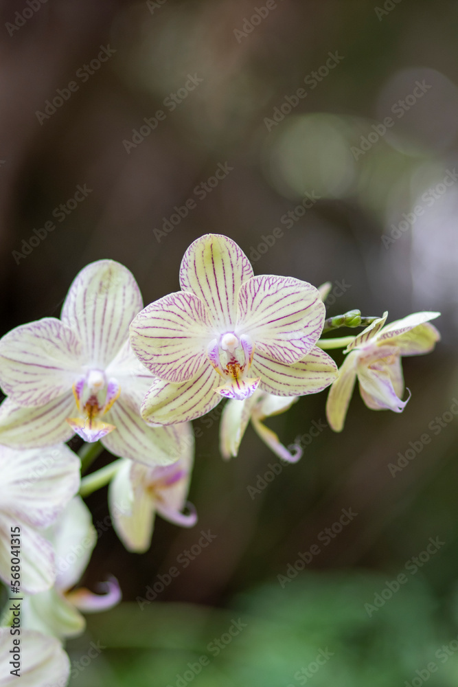 Orchidea, storczyk, Palmitos Park, Gran Canaria, Hiszpania - obrazy, fototapety, plakaty 