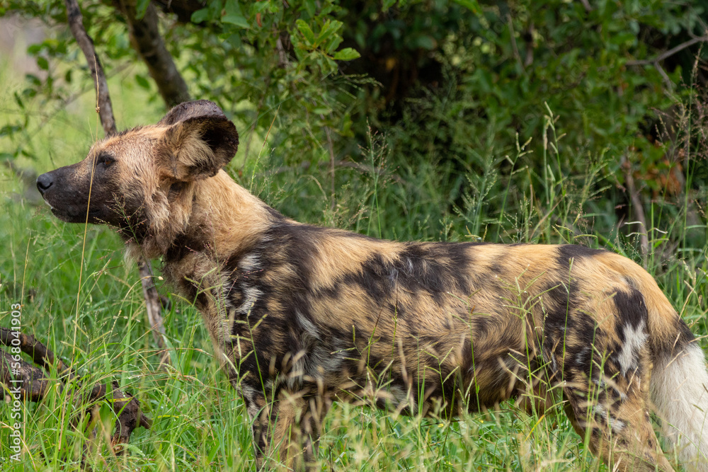 Painted Dog Painted Dog