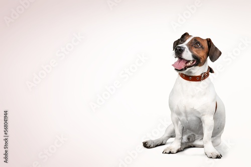 Cute domestic dog pet posing