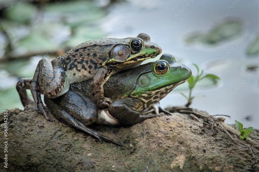 Obraz premium Northern Green frog and American Bullfrog mating
