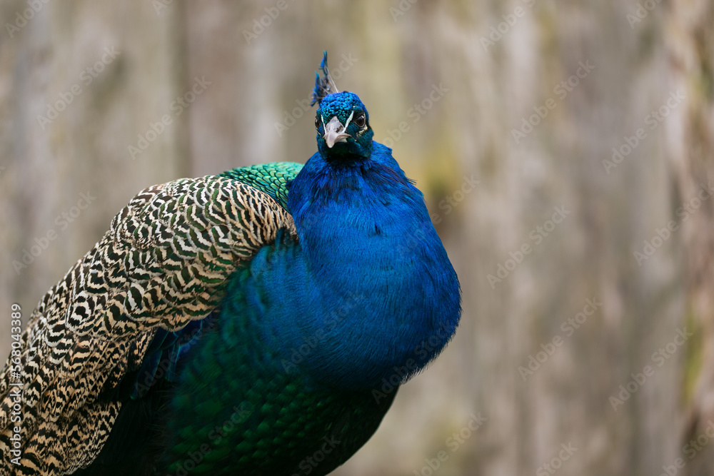 Fototapeta premium Peacock portrait closeup
