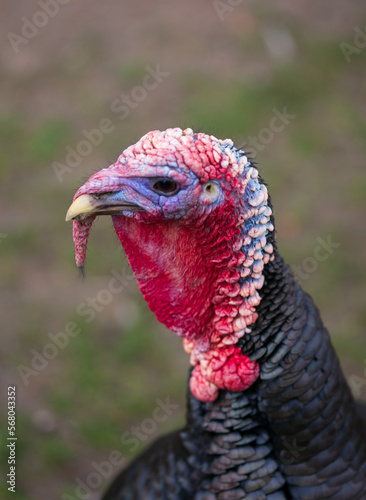 Turkey head portrait
