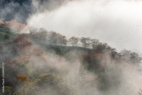 Cherry blossom in tea hill in Sapa, Vietnam in cloudy morning in spring