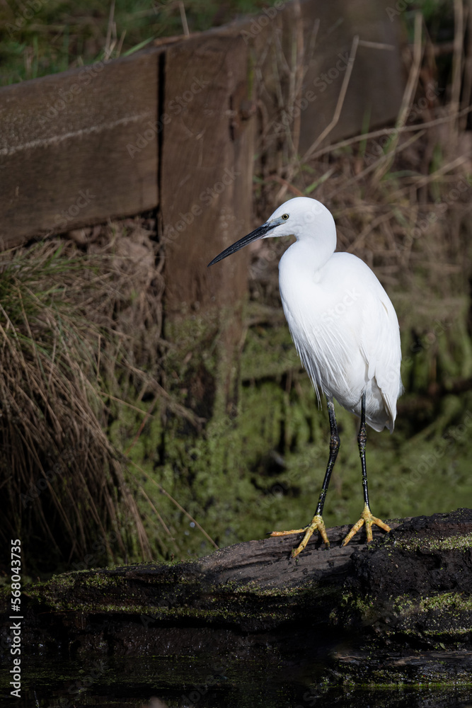Little Egret standing on a log in a stream showing its distinctive black beak and yellow feet in Bushy Park
