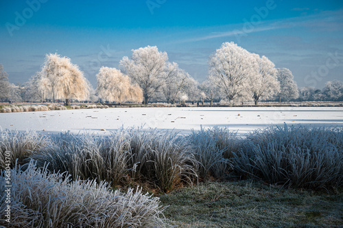 Beautiful wintery scene of hoar frost on trees and grasses in Bushy Park
