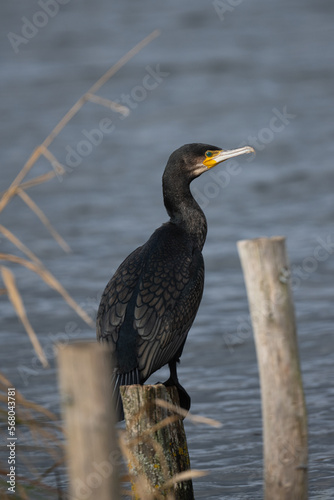 Common Cormorant perched on a wooden post at Home Park