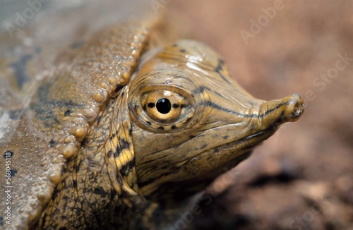 Photography Macro head portrait of a juvenile Eastern Spiny Softshell turtle