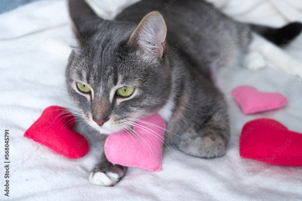 a grey cat lies with a pink heart on a white blanket. valentine's day