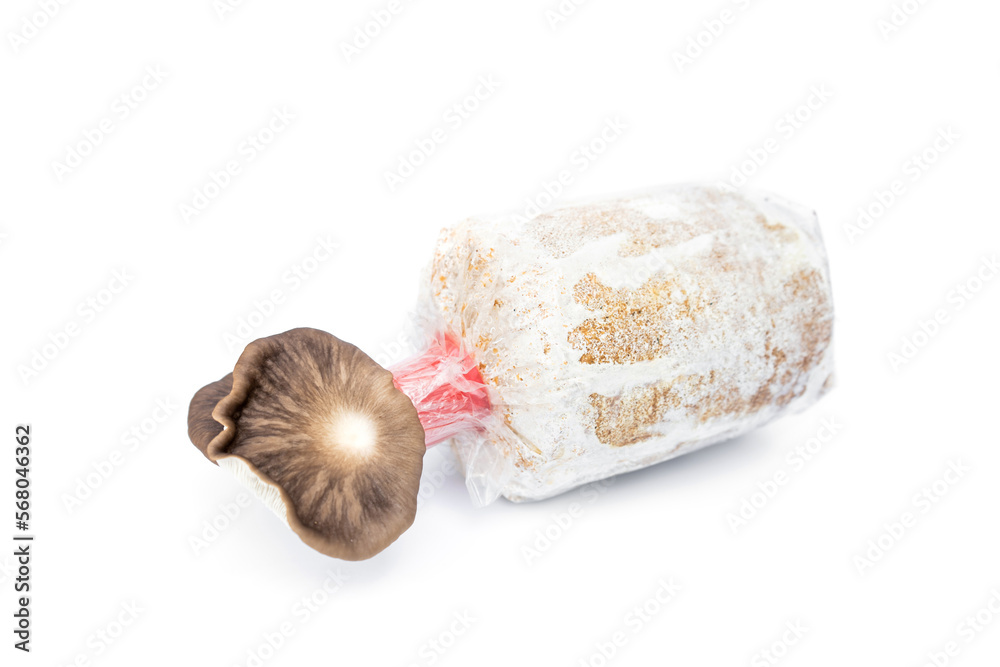 Obraz premium Fresh Abalone Mushroom growing from sawdust spawn block in lump plastic bag isolated on white background. The concept of organic farming in the household.