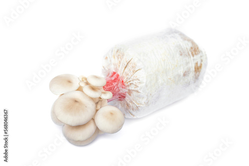 Oyster mushroom Hungary growing from sawdust spawn block in lump plastic bag isolated on white background.