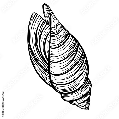 Marine spiral seashell or oceanshell for design of invitation, fabric, textile, etc.