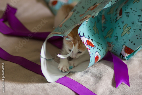 Cute red and white kitten hiding in wrapping paper from gifts and plays with purple ribbon. Unpacking holiday presents.
