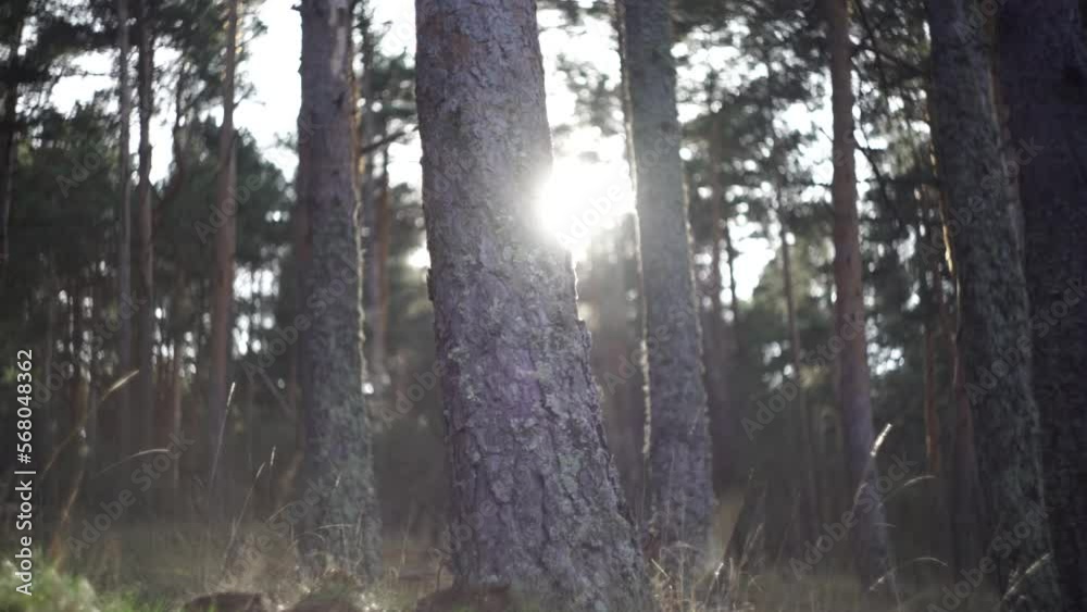 Bosque