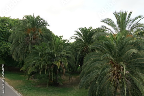Palm trees grows along the pavement in Turia Garden Valencia. The Turia Park is one of the largest urban parks in Spain. It runs through the city along nine kilometres of green space with foot paths.