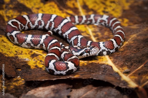 Juvenile Eastern Milk snake field guide macro portrait 