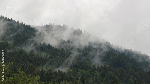Steaming forest in the mountains after heavy rain at Sumava, Czech republic