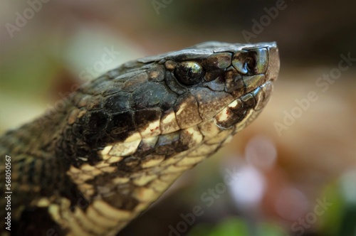 Macro head portrait of a large adult Western cottonmouth