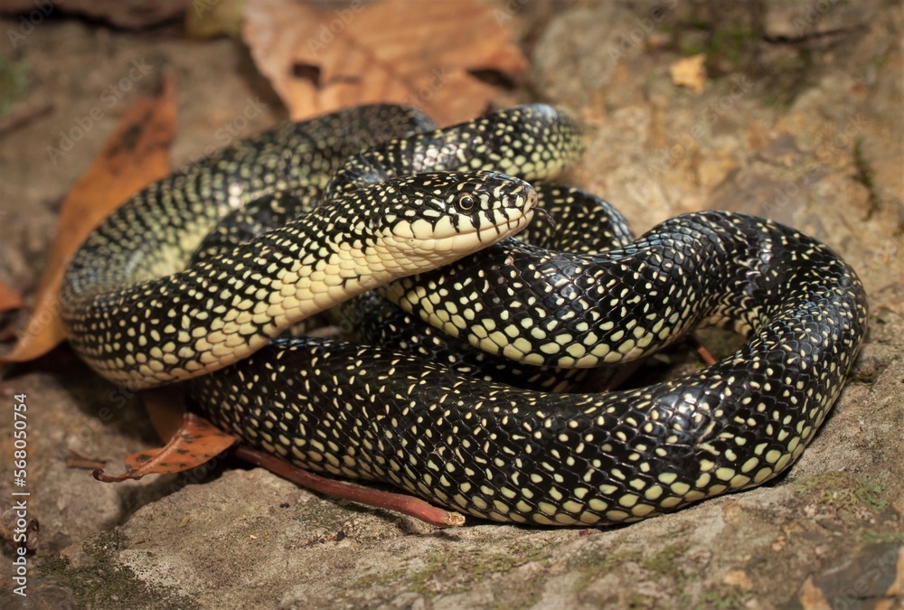 Fototapeta premium Macro field guide portrait of an adult Speckled Kingsnake