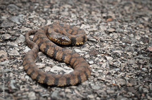 Konstfotografi Juvenile Diamondback Water snake macro portrait on road