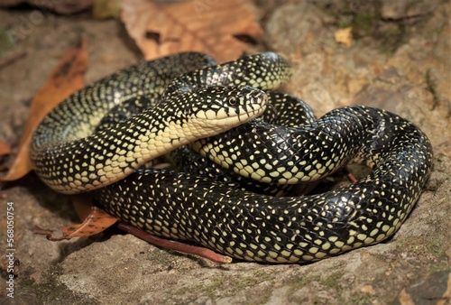 Macro field guide portrait of an adult Speckled Kingsnake photo