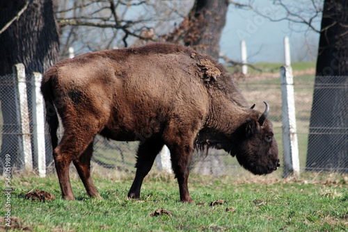 A beautiful bison in a reserve in Romania.