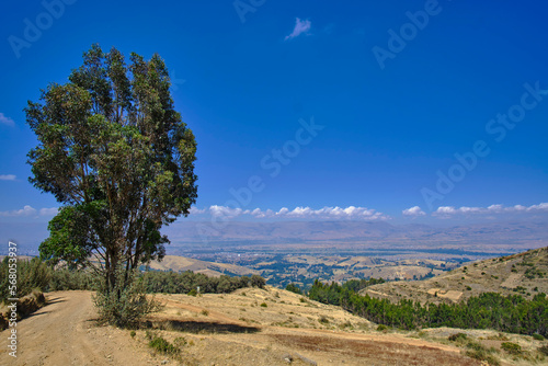 Eucalyptus tree (eucalyptus globulus), lonely tree on the hill with the Andean landscape in the background. photo