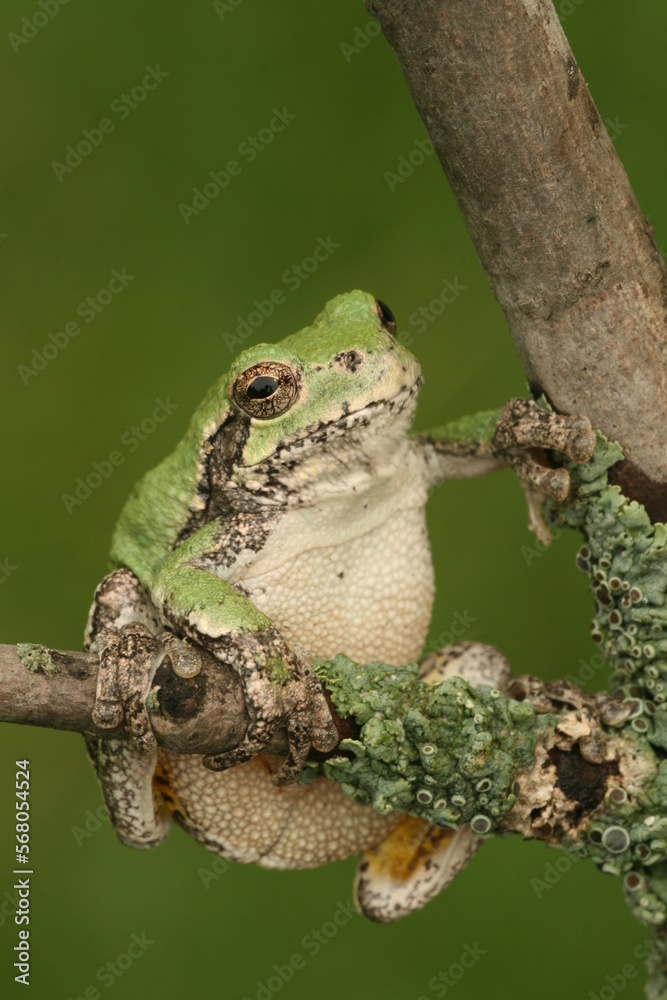 Gray treefrog (hyla versicolor) on a branch with lichens Gray treefrog (hyla versicolor) on a branch with lichens