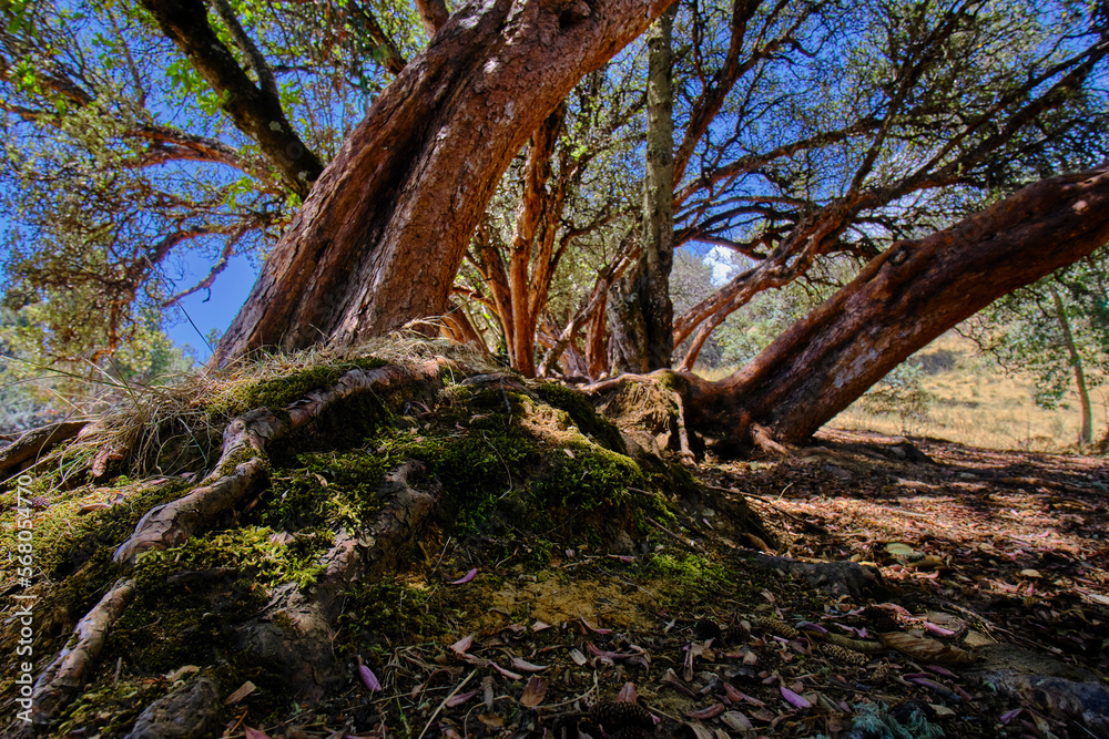 Paper tree (Polylepis incana), beautiful detail of native forest in the Peruvian Andes, shows curious details of its way of growing. Paper tree (Polylepis incana), beautiful detail of native forest in the Peruvian Andes, shows curious details of its way of growing.